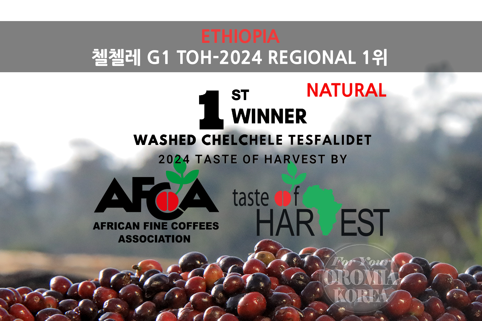 [에티오피아] 첼첼레 G1 내츄럴_2025 Crop TOH24 1위 농장_테스파