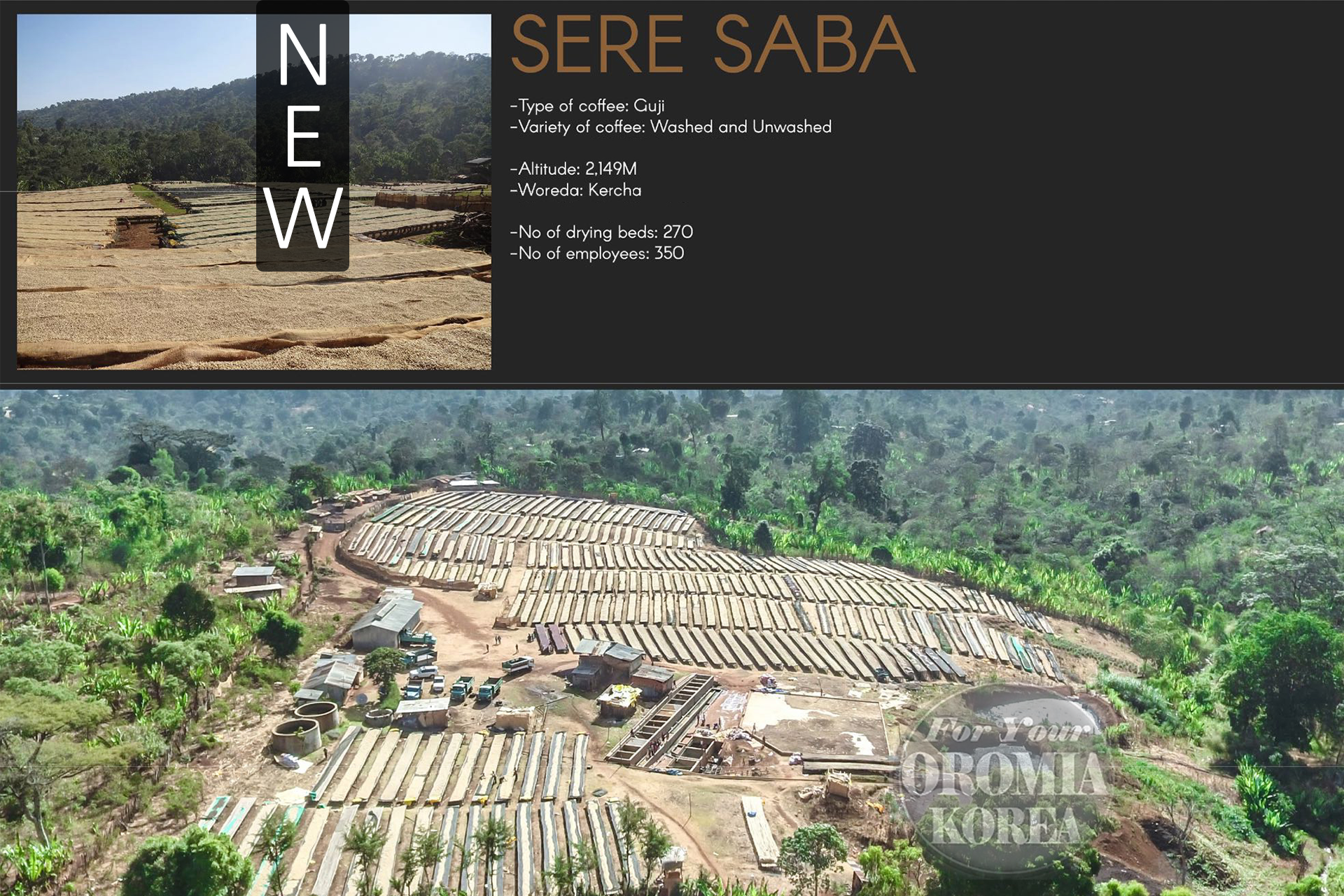 [에티오피아] 시다모 G1 워시드_벤사 케라모 세레사바