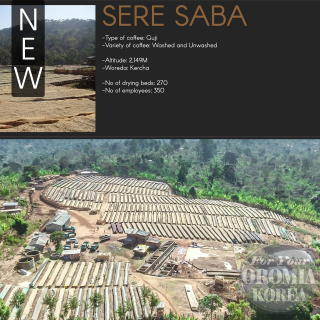 [에티오피아] 시다모 G1 워시드_벤사 케라모 세레사바