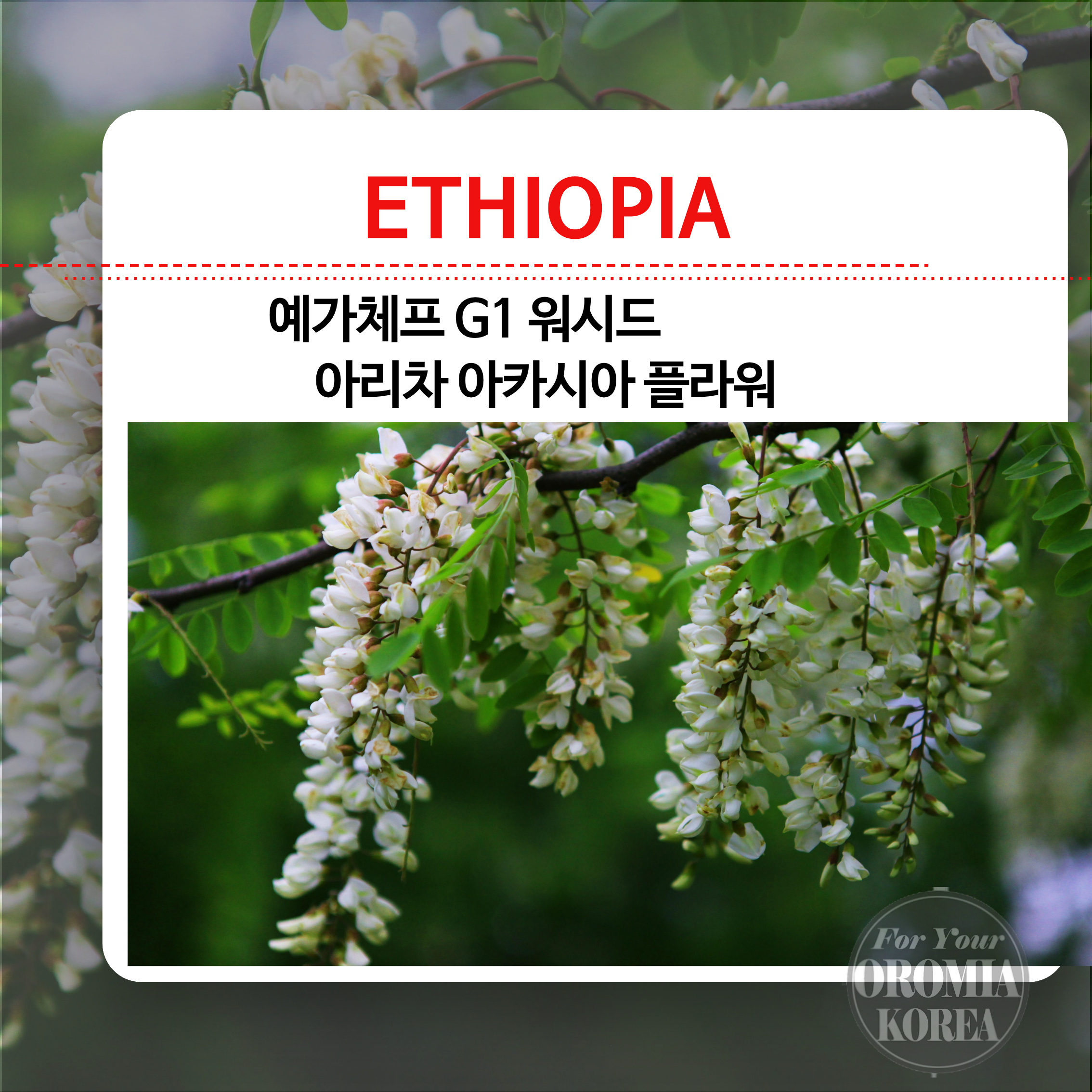 [에티오피아] 아리차 G1 워시드_ACACIA FLOWER