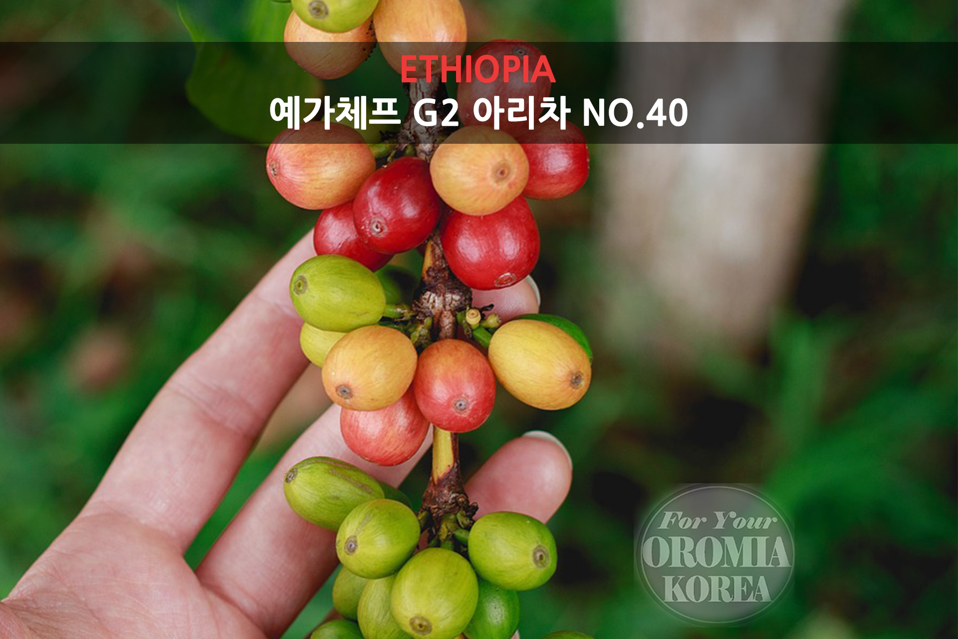 [에티오피아] 예가체프 G2 워시드_아리차 NO.40 우반치_블랙허니티