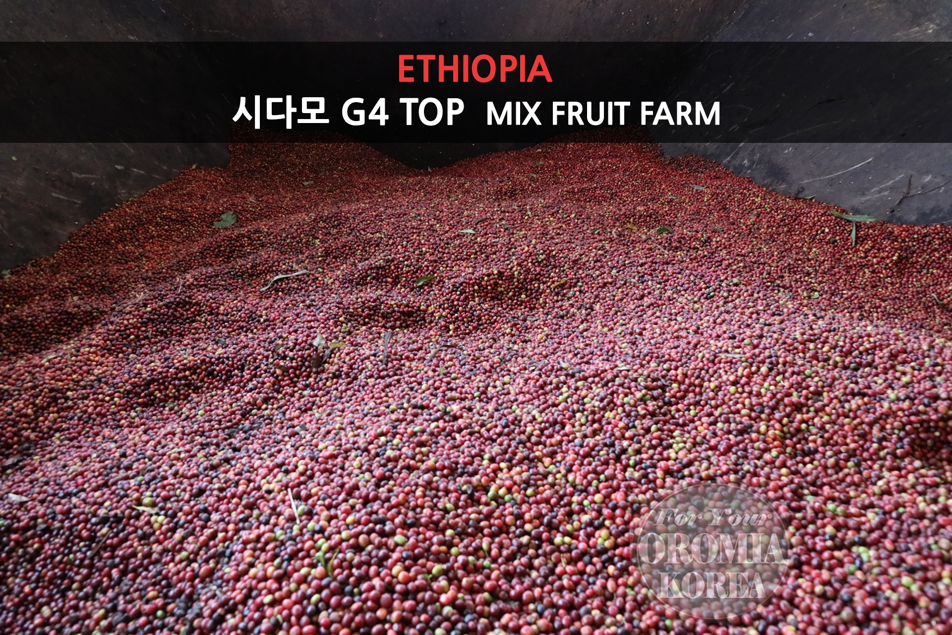 [에티오피아] 시다모 G4 TOP 내츄럴_블루호라_믹스 후르츠 팜