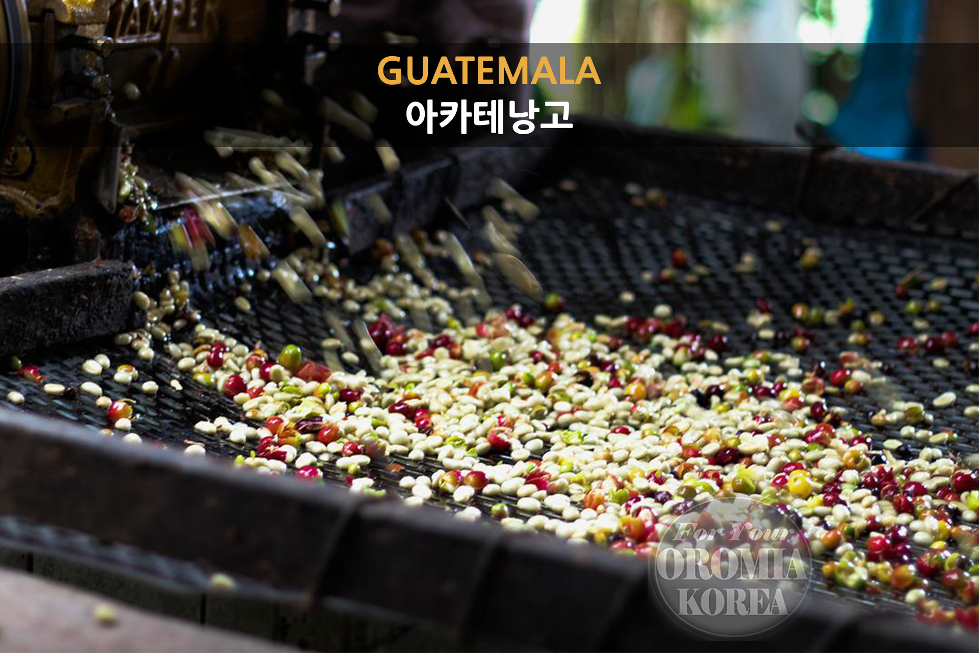 [과테말라] 아카테낭고 SHP EP 워시드 *한국QC 더블핸드픽