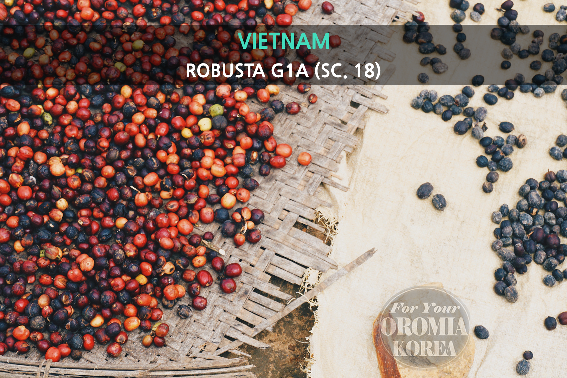 [베트남] 스윗피넛버터 로부스터 G1A 웻펄프드_지아 라이